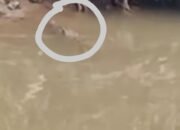 Waspada! Buaya Kembali Muncul di Kali Bekasi, Warga Diminta Tingkatkan Kewaspadaan