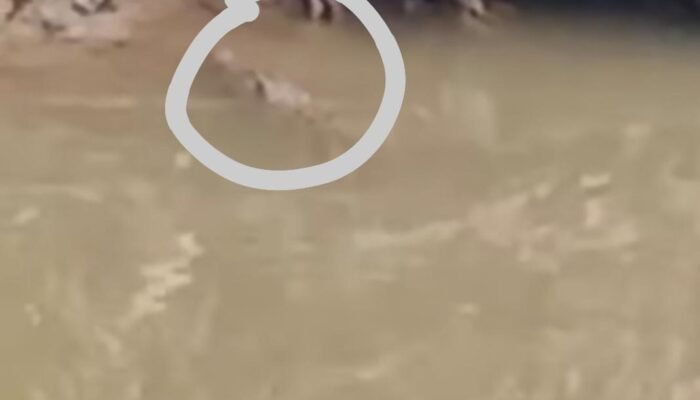 Waspada! Buaya Kembali Muncul di Kali Bekasi, Warga Diminta Tingkatkan Kewaspadaan